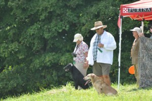 Kate on line, Ed at Honor. Open Series I, 2016 August Member Club Field Trial. Photo courtesy Derrick Kozlowski